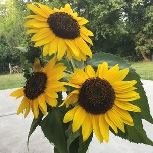 Meet your Posher, Susan